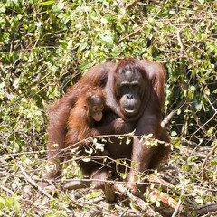 Orang Untan mit Baby II
