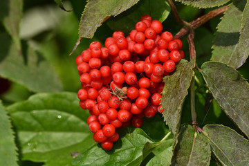 Roter Holunder, Trauben-holunder, Sambucus racemosa