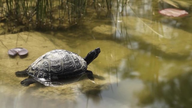 Turtle lying on rock and take sun-bath