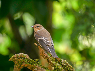 Female european Pied Flycatcher (Ficedula hypoleuca) isolated in the forest