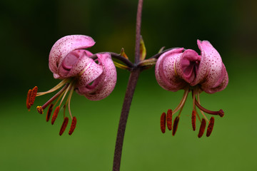 Türkenbund-Lilie  Lilium martagon  Lilie  © JRG