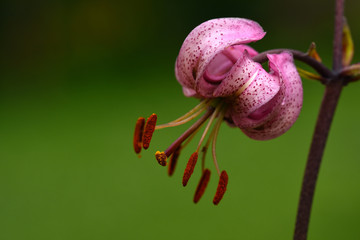 Türkenbund-Lilie; Lilium martagon; Lilie;