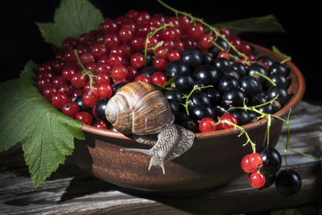 Black and red currants in a clay cup on which the snail creeps, on a dark background.