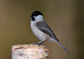 Sumpfmeise; Parus palustris; marsh tit;