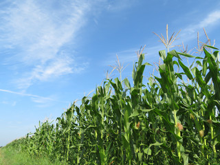 Green corn field and blue sky with clouds