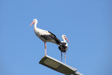 Störche, auf einer Laterne, Spreewald, Leibsch im Spreewald 