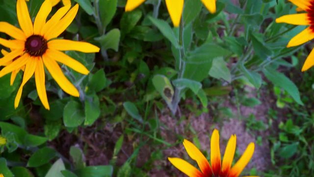 bright flowers of rudbeckia closeup