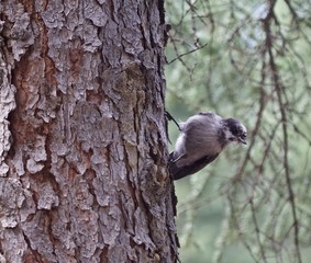 Bird on tree