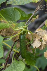 Bahçede yetişen sebzeler