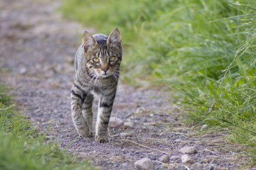 gatto tigrato
