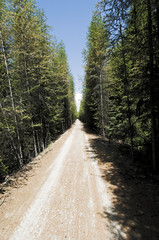 Waldweg oberhalb Kelowna