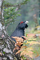 Portrait of Western capercaillie, or Wood Grouse (Tetrao urogallus) in the forest.