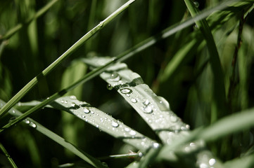 Tautropfen auf Gr&auml;sern