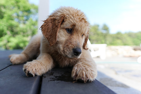 Curious Puppy