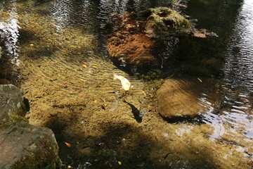 日光を受けて水の中で泳ぐ鯉