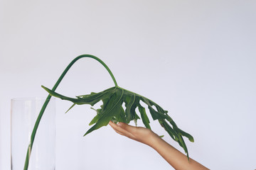 Selloum leaf  in vase decoration in home