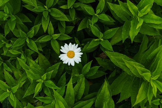 Daisy in the Shrubs