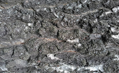texture of bark of a tree. background. macro.
