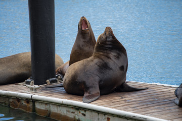 Fototapeta premium Sea Lion