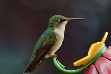hummingbird