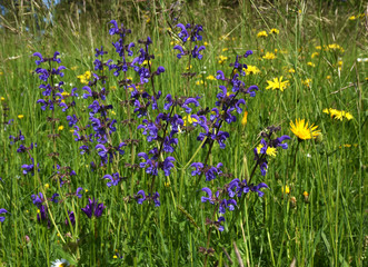 Wiesensalbei; Salvia pratensis;  meadow clary;
