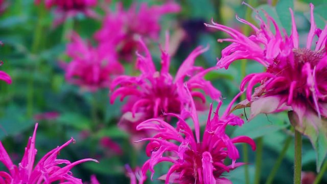 monadra flowers close-up