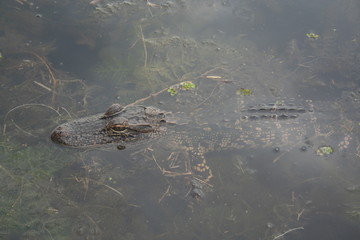 alligator