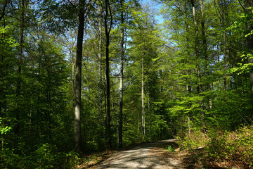 Fruehlingswald; Waldweg im Fruehling;