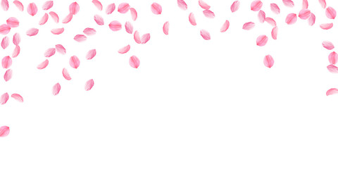 Sakura petals falling down. Romantic pink silky medium flowers. Sparse flying cherry petals. Wide fa