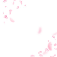 Sakura petals falling down. Romantic pink flowers corner. Flying petals on white square background. 