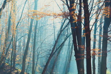 Beautiful morning in the misty autumn park with sun rays. Fall. Toned