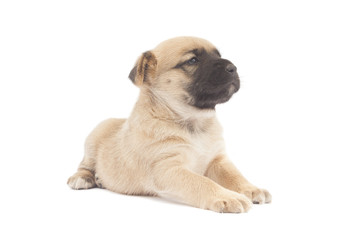 Obraz premium small baby dog or puppy looking up to white background
