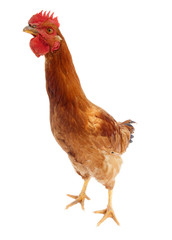 funny and curious rooster chicken looking at camera