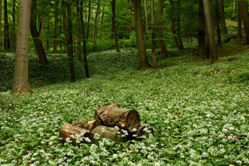 Baerlauch im Laubwald