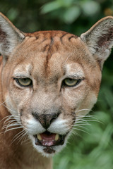 Portrait of Cougar, Puma (Puma concolor) close-up