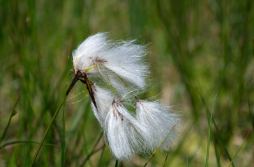 Macro of Cottongrass in the Wind in Summer Skye Scotland UK
