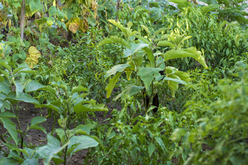 Bahçede yetişen sebzeler