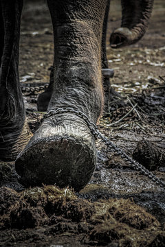 imprisoned asain elephant tied to a metal chain