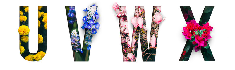 Flower font Alphabet u, v, w, x, made of Real alive flowers with Precious paper cut shape of letter. Collection of brilliant flora font for your unique decoration in spring, summer & many concept idea