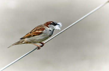 Spatz