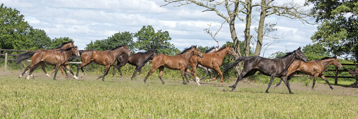 Racehorses enjoying their natural freedom lifestyle 