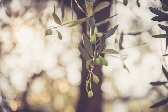 Grüne Oliven auf Olivenbaum, Sommer