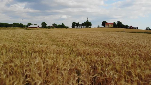 Drone footage of a cornfield  in Sweden 