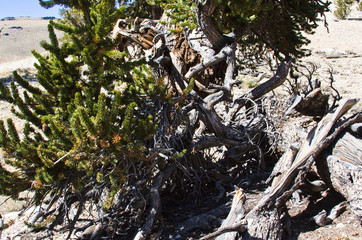 Felled Tree Growing