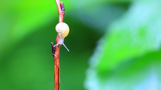 escargot