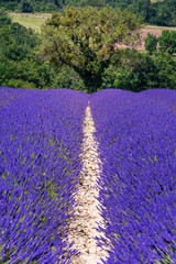 French landscape - Drome. The fields of lavender in the Provence (France) with tree.