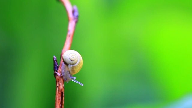 escargot