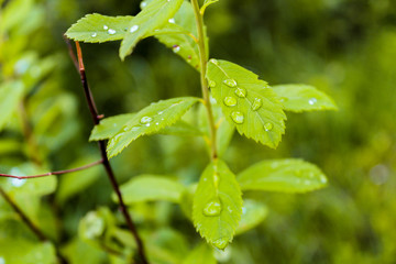 Grüne Pflanze mit Tau