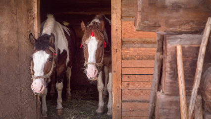 Two horses are waiting for oat at the stable Animals feeding Careful attitude to the animals Wooden stable for the horses Muzzles of the horses looking out from stable doors.