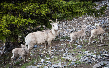 Mountain Goat Family